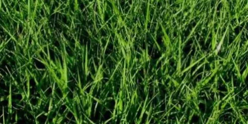 bahia sod