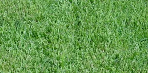 zoysia sod