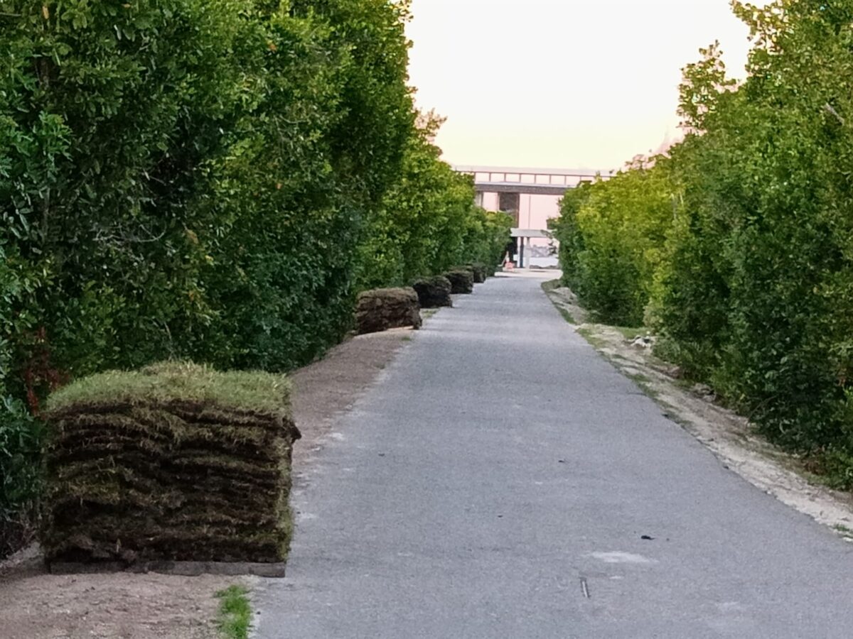 Bahia Sod Installation 2