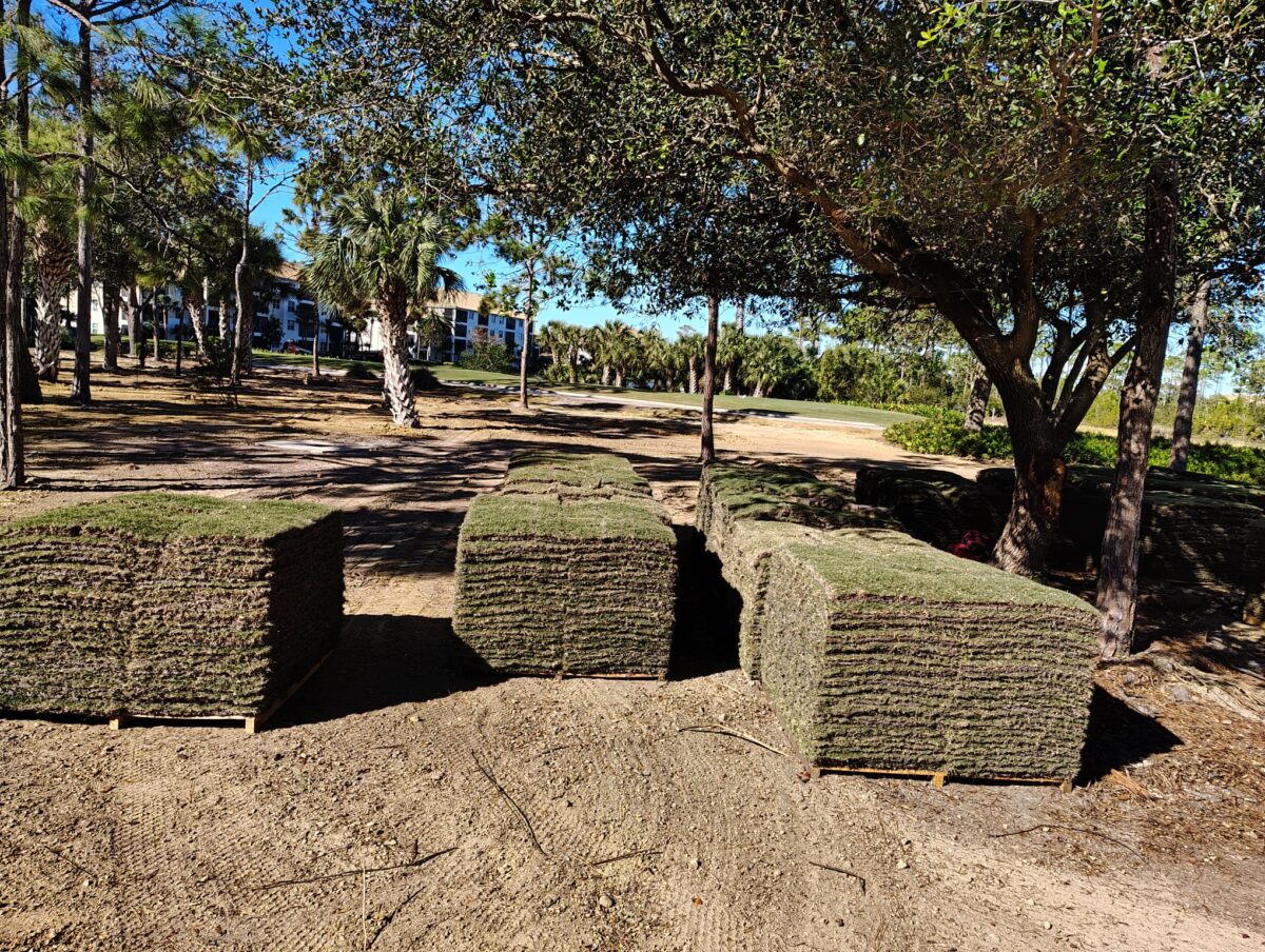 sod for golf course project