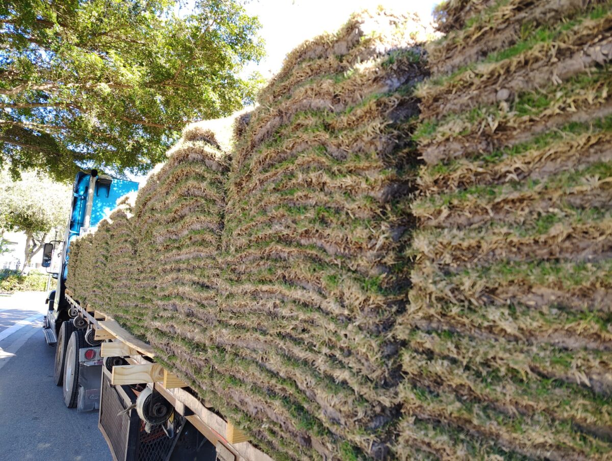 sod pallets for golf course