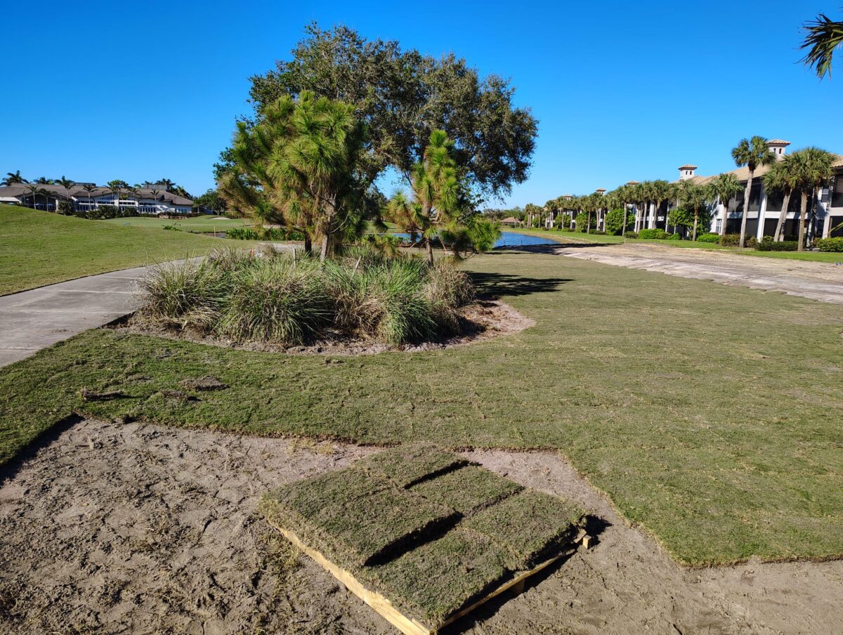 sod for golf course