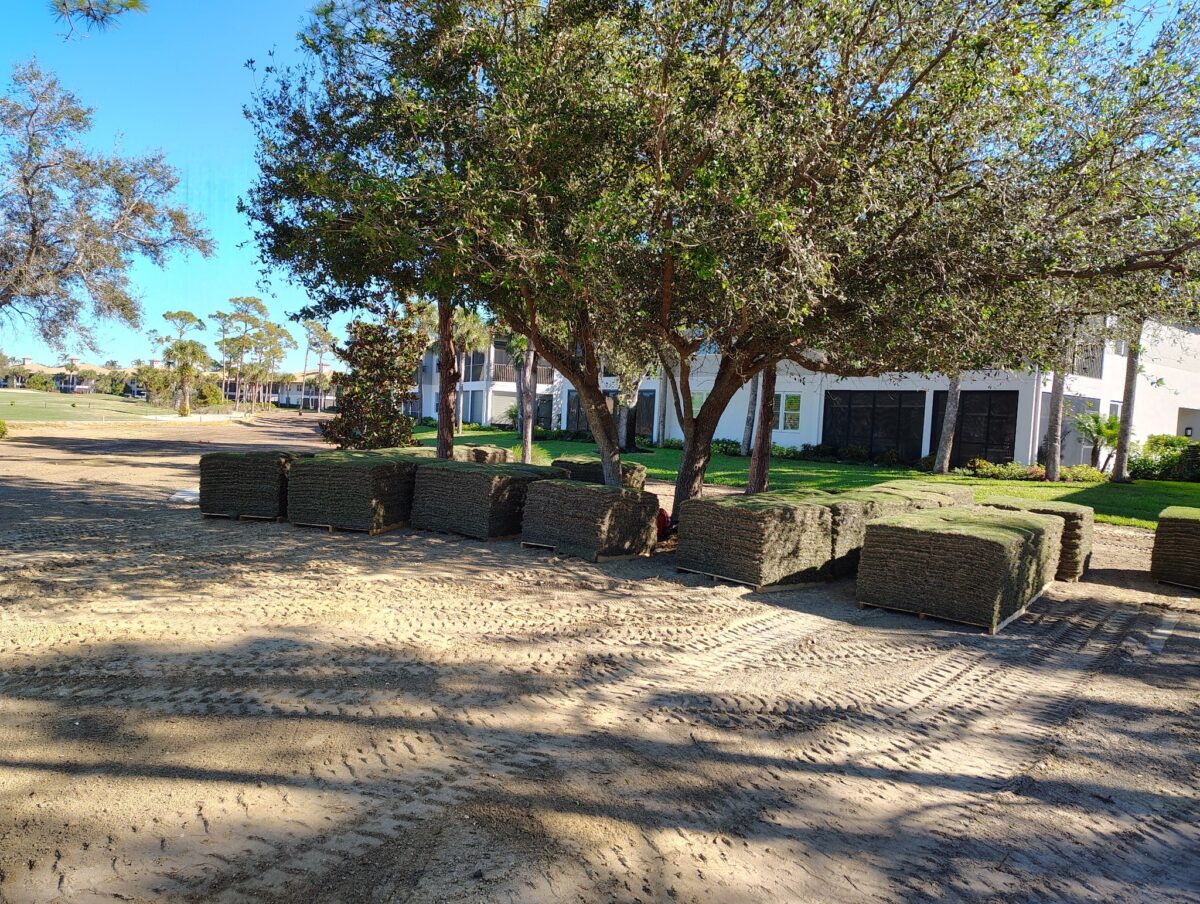 sod for golf course