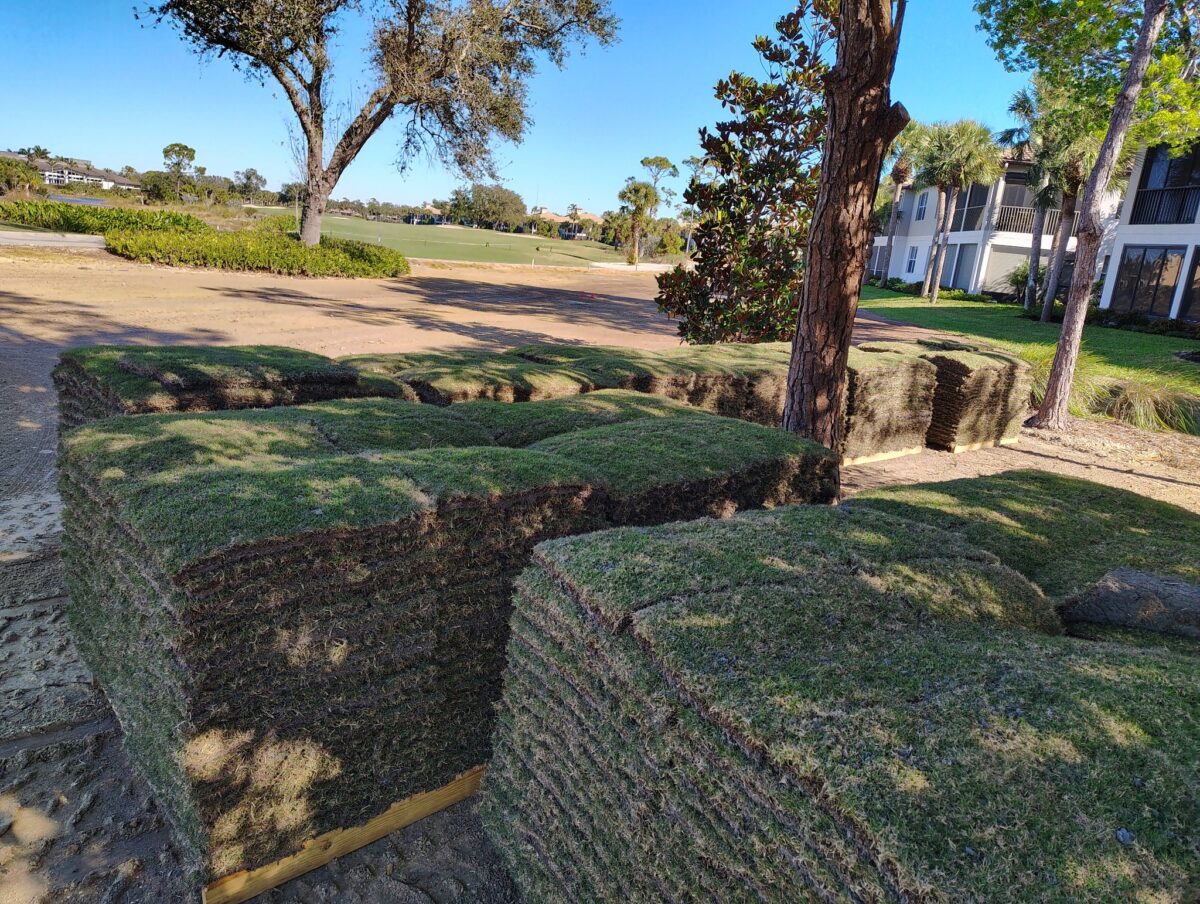 golf course sod installation project