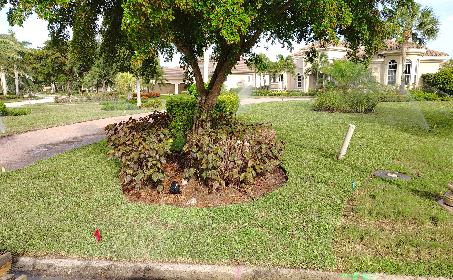 Finished CitraBlue lawn at the Shadow Wood Preserve residence