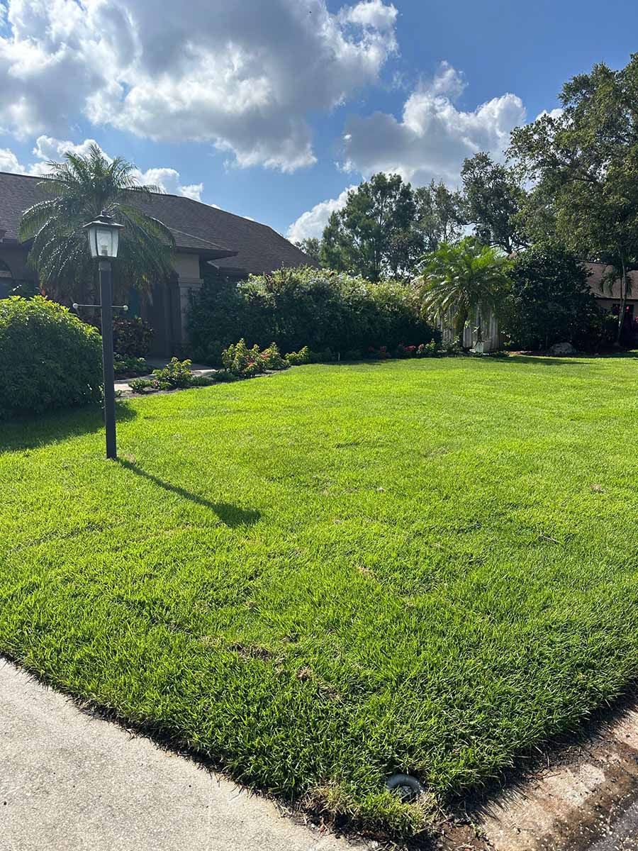 Healthy Florida lawn in summer sun after sod installation