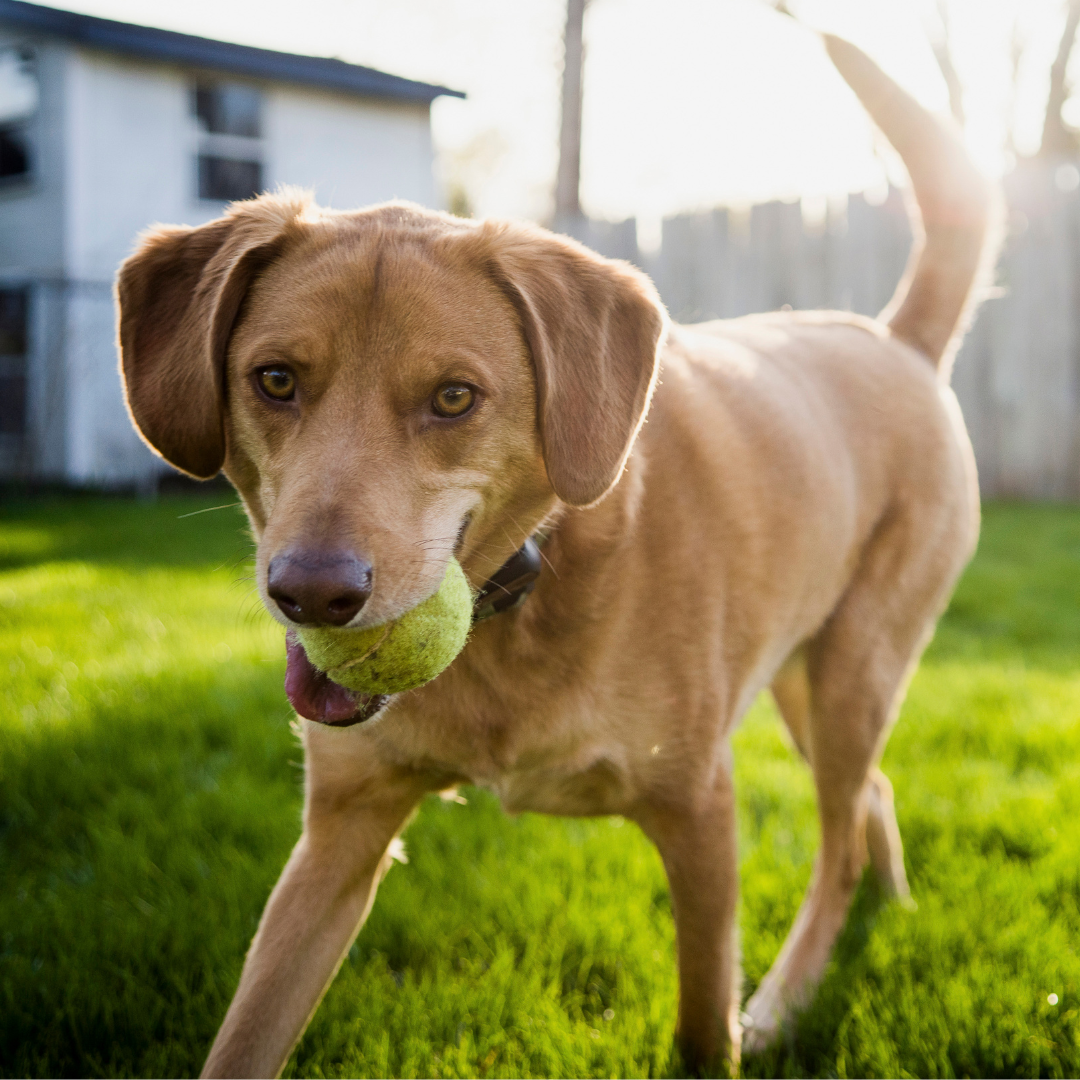 Dog-friendly Southwest Florida backyard lawn with sod for kids, pets, and pool traffic