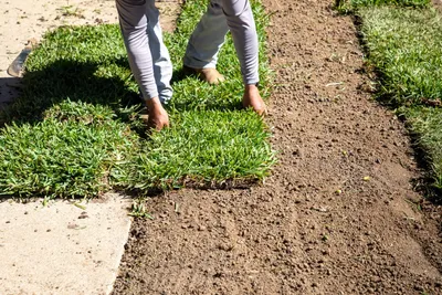 laying down sod
