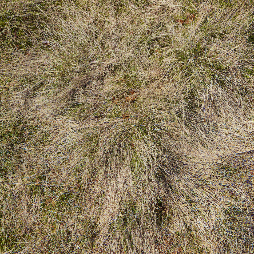 Dry Florida sod that needs proper watering after installation