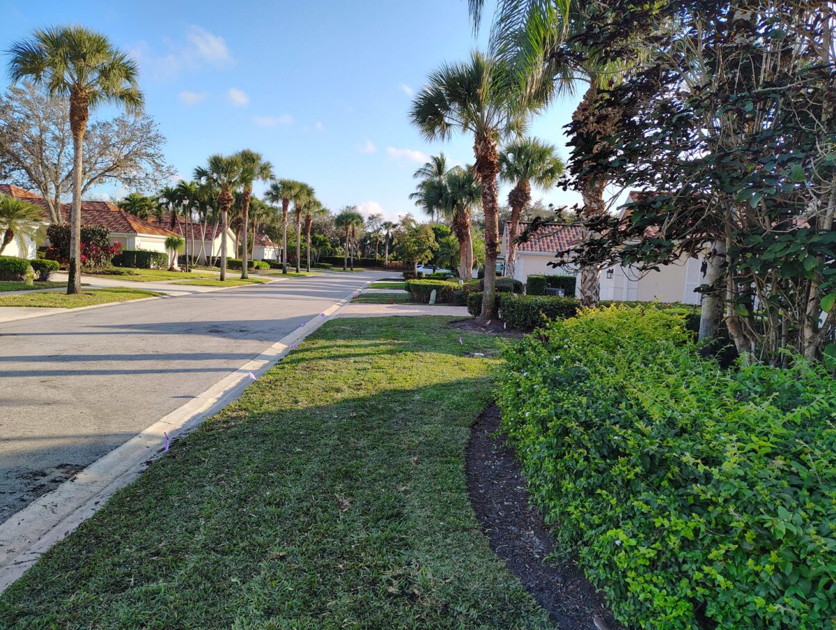 new sod for florida lawn