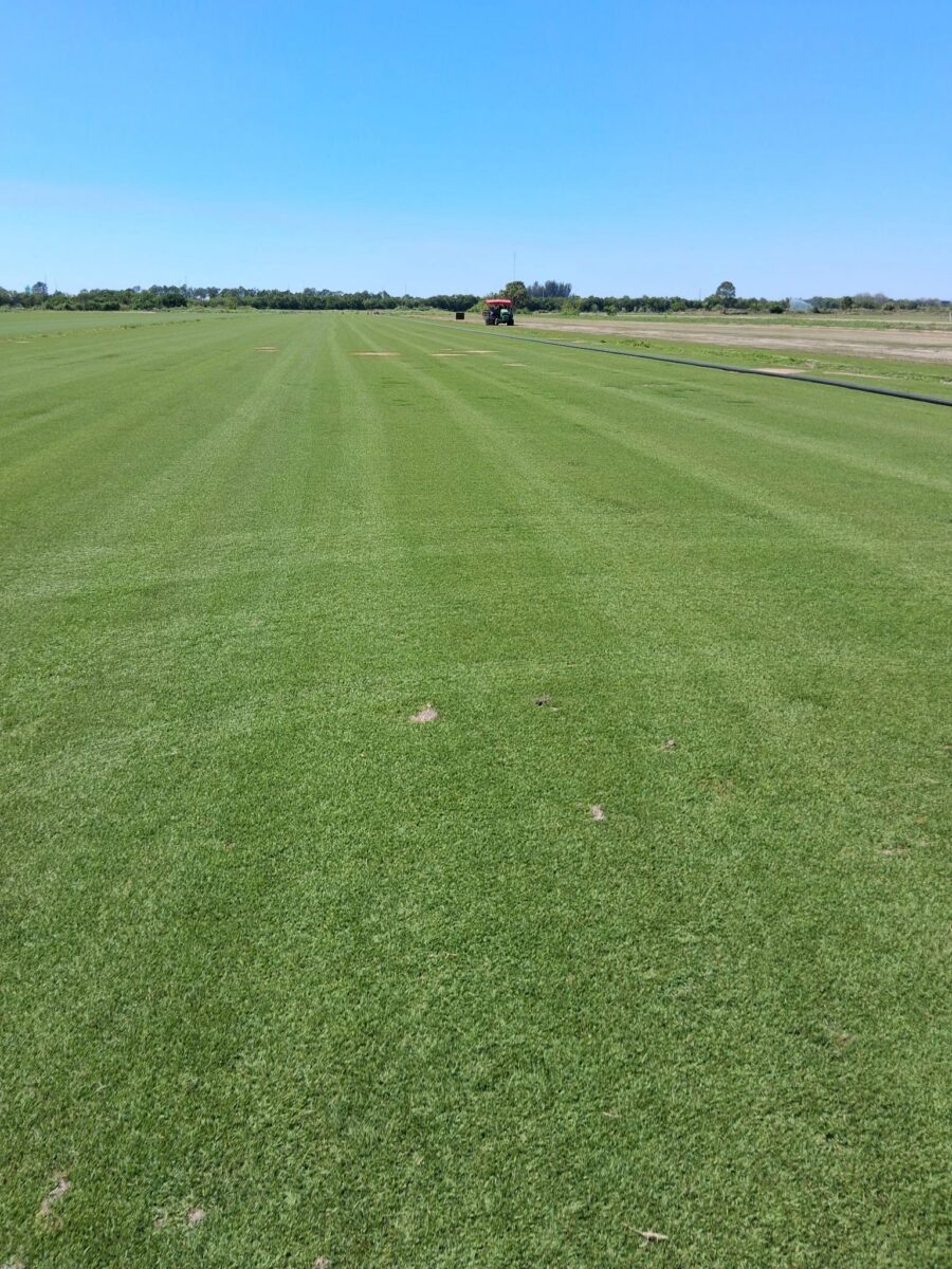 field of seashore paspalum sod