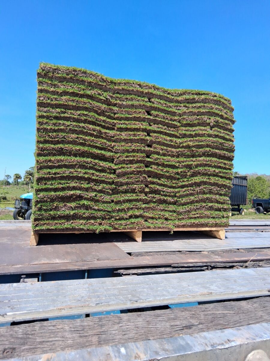 large pallet of seashore paspalum sod