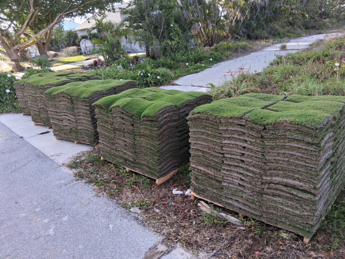 pallets of seashore paspalum sod
