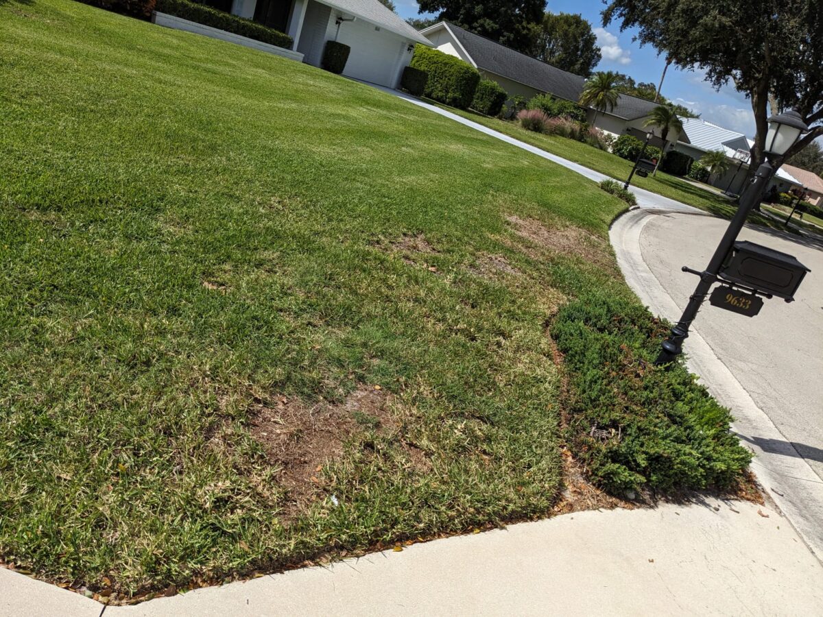 new sod patches installed in an existing Florida lawn