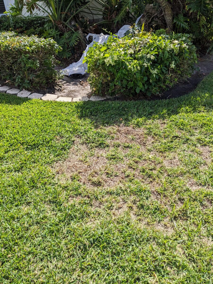 lawn patch repair before and after sod work