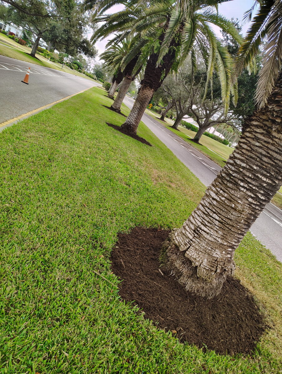 Mulch installed around palm trees