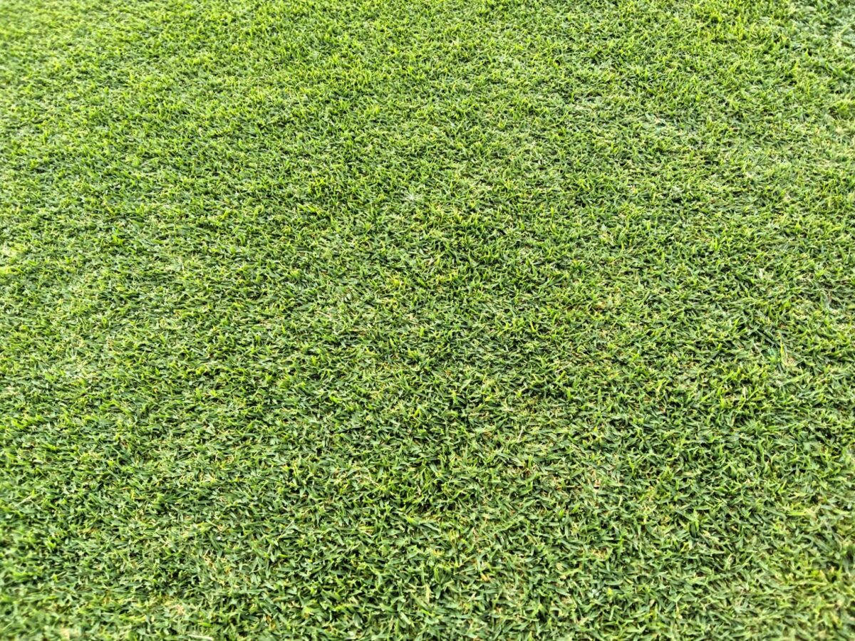 Turf image