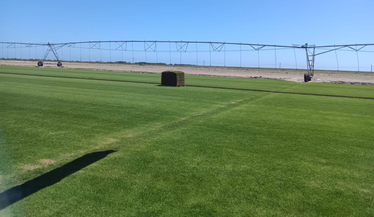Turf image