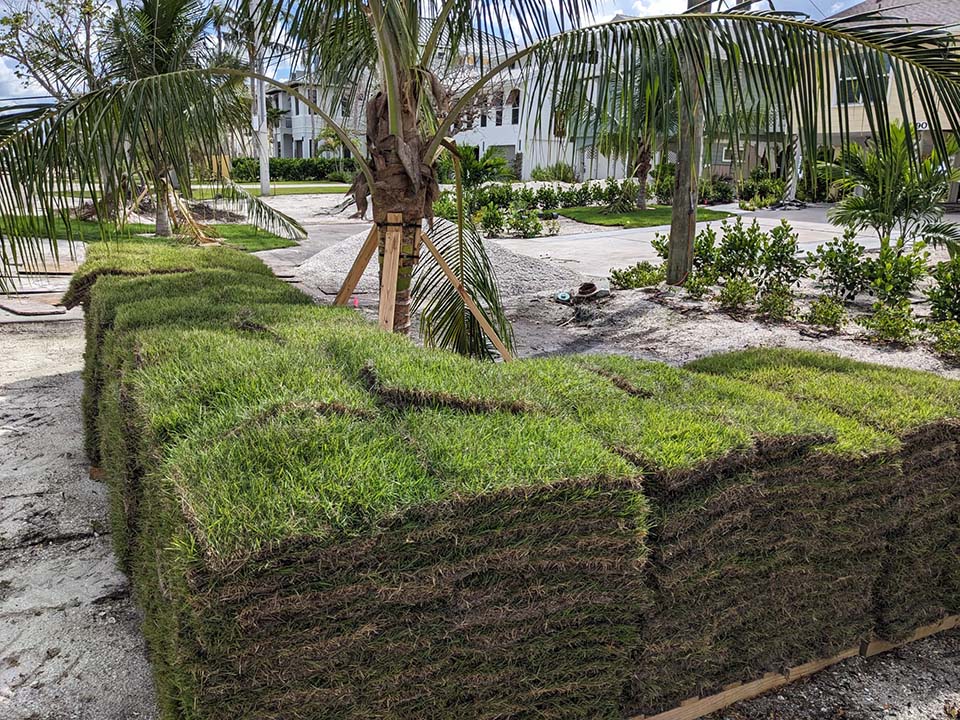 Pallet of St. Augustine sod on a lawn