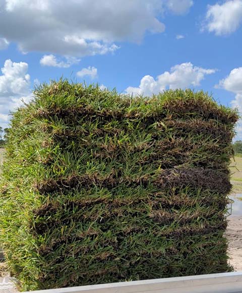 pallet of st augustine grass