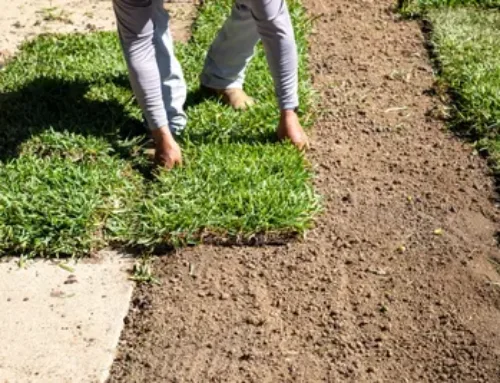 Why Homeowners Across Florida Trust Our Sod Installation Company for Picture-Perfect Lawns