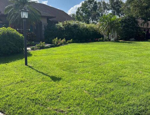 Essential Lawn Care Tips for Florida Summers: Maintaining Your New Sod Installation