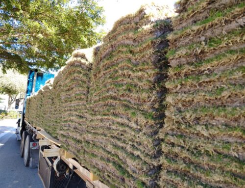 What Sets a Local Sod Delivery Company Apart from Big Box Stores