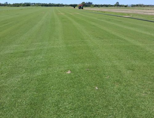 Coastal and Salt-Tolerant Sod in Southwest Florida: What to Know Before Replacing Your Lawn