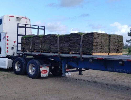 Sod Delivery & Installation Tips: What Florida Homeowners Should Know