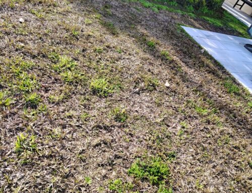 How to Know When It’s Time to Replace Your Florida Sod