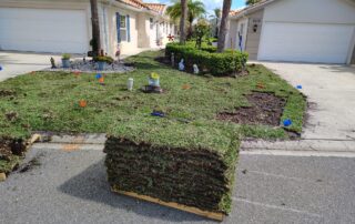 pallet of sod for lethal viral necrosis replacement