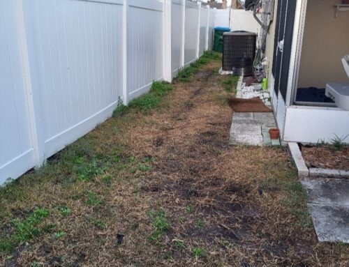 How to Spot and Fix Common Florida Sod Diseases