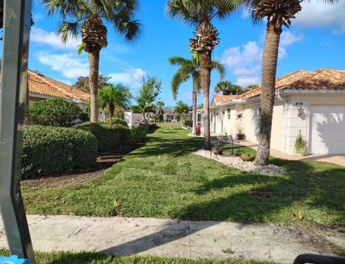 Bahia Sod for Large Sunny Yards in Southwest Florida: When It Makes Sense
