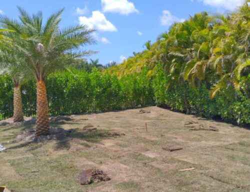 How to Know When It’s Time to Replace Your Sod in Florida