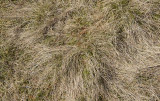 dry sod