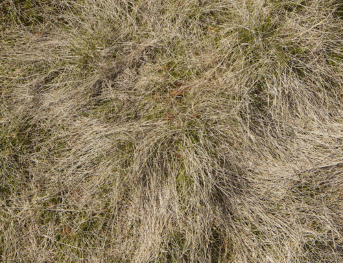 Top 5 Signs Your Sod Isn’t Getting Enough Water (and What to Do)