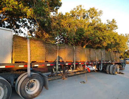 Pallets of Sod for Contractors: What to Know Before You Order